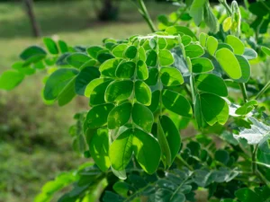 Moringa Benefits for Hair and Scalp